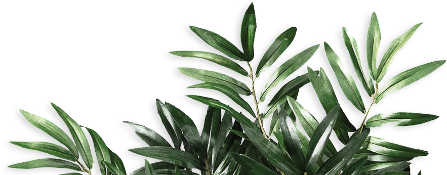 plants